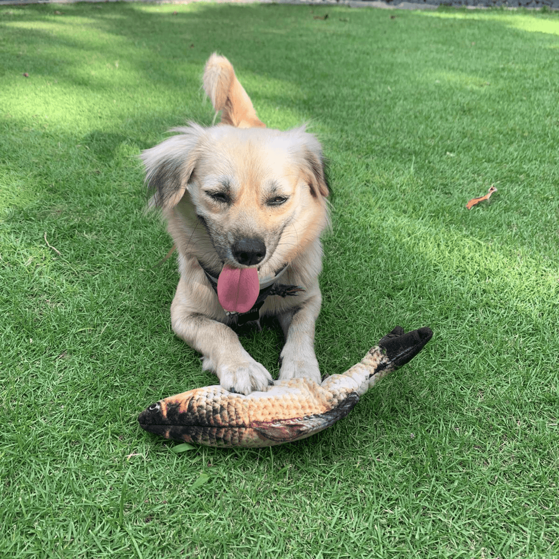 Irish Supply, FLOPPY Realistic Fish Toy For Dogs and Cats